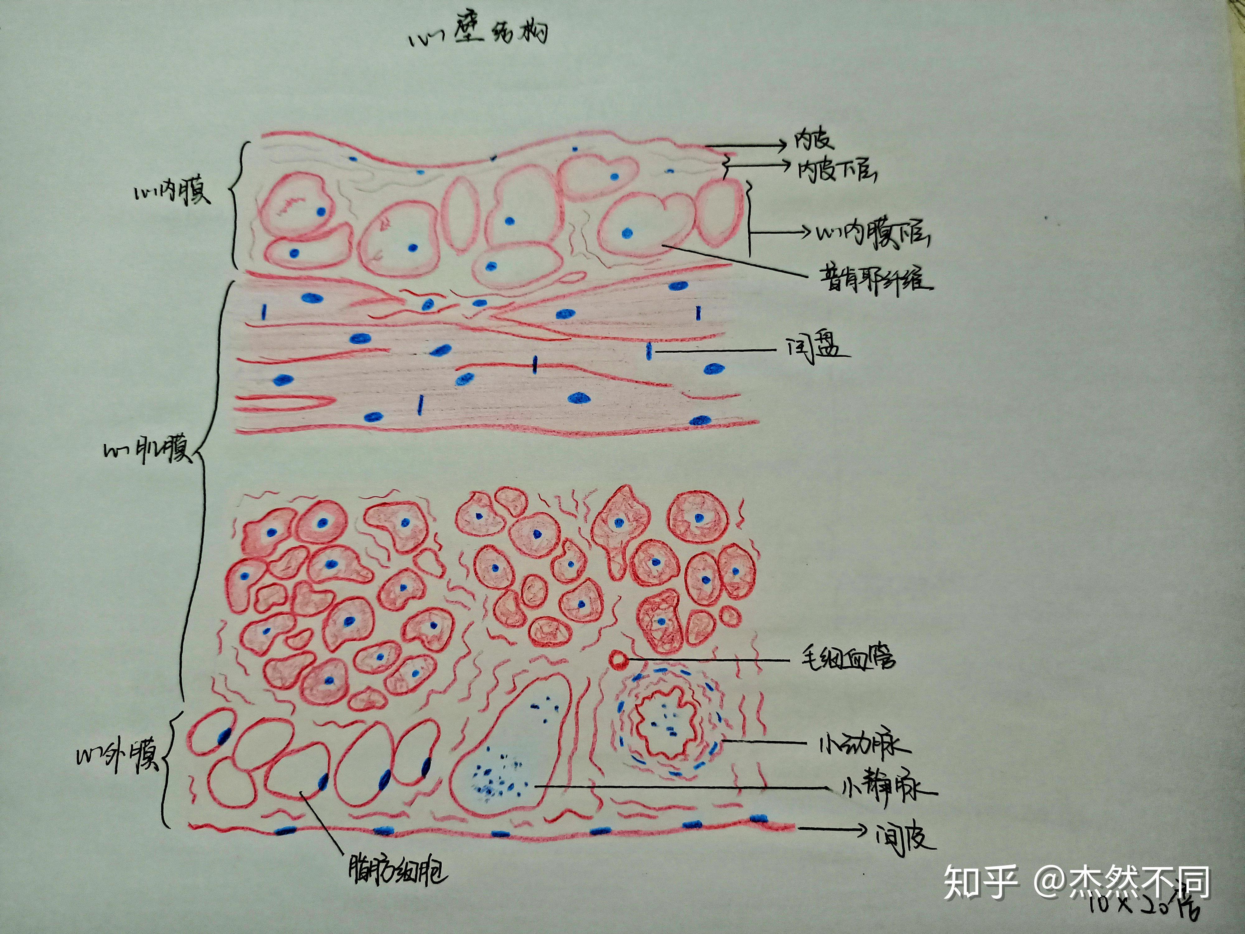 组胚红蓝手绘图第四课
