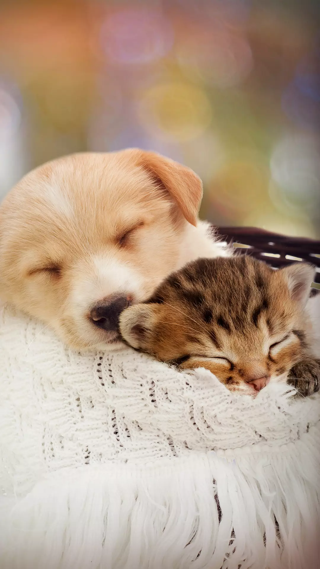 猫咪和狗在一起很有爱的图片有哪些