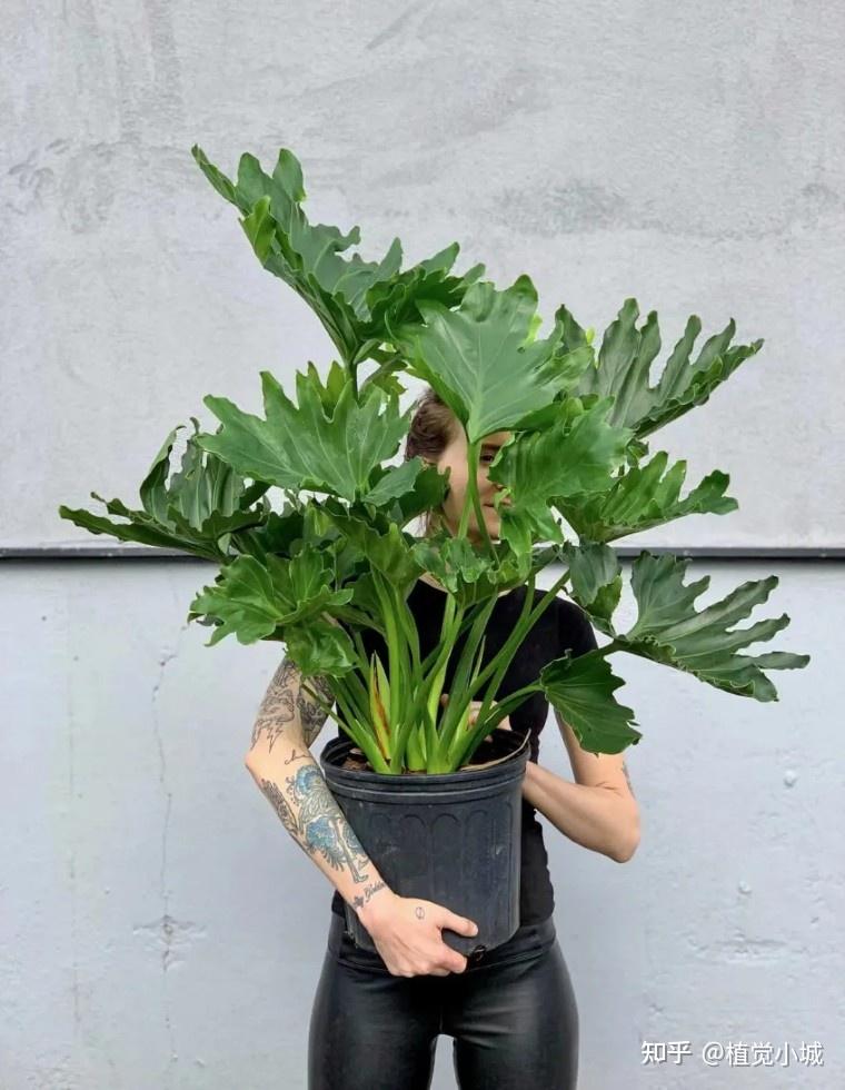 100种观叶植物 | No.17 春羽养护攻略 - 知乎
