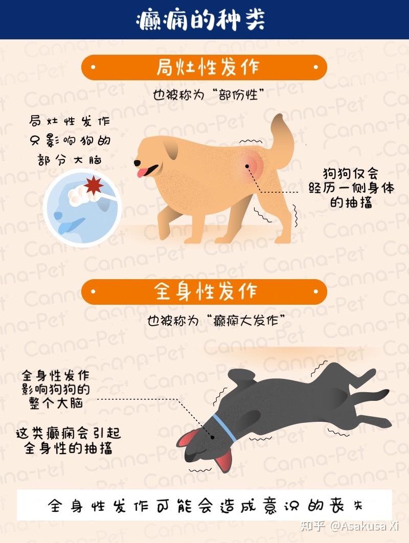 狗狗癫痫发作:发作是什么样子的?