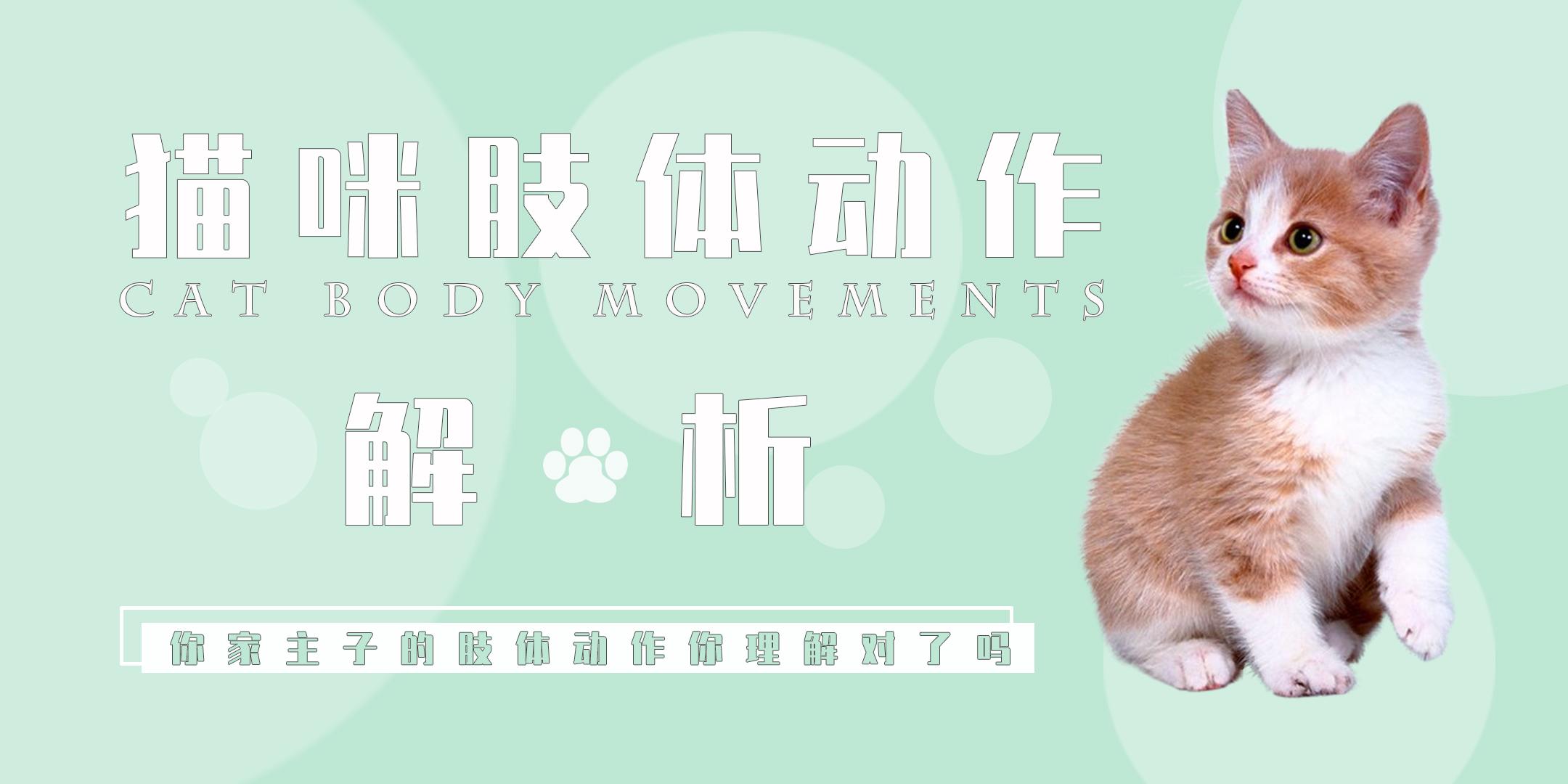 猫的动作姿势画法 作画建模参考合集 2 - 学院 - 摸鱼网 - Σ(っ °Д °;)っ 让世界更萌~ mooyuu.com