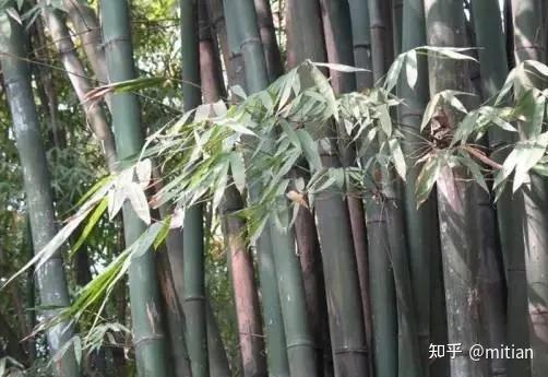 竹类植物识别图鉴(超全),值得珍藏! - 知乎