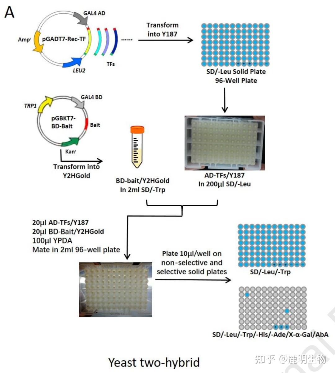 酵母单杂交筛选流程及结果验证:目前,欧易生物负责该水稻转录因子文库