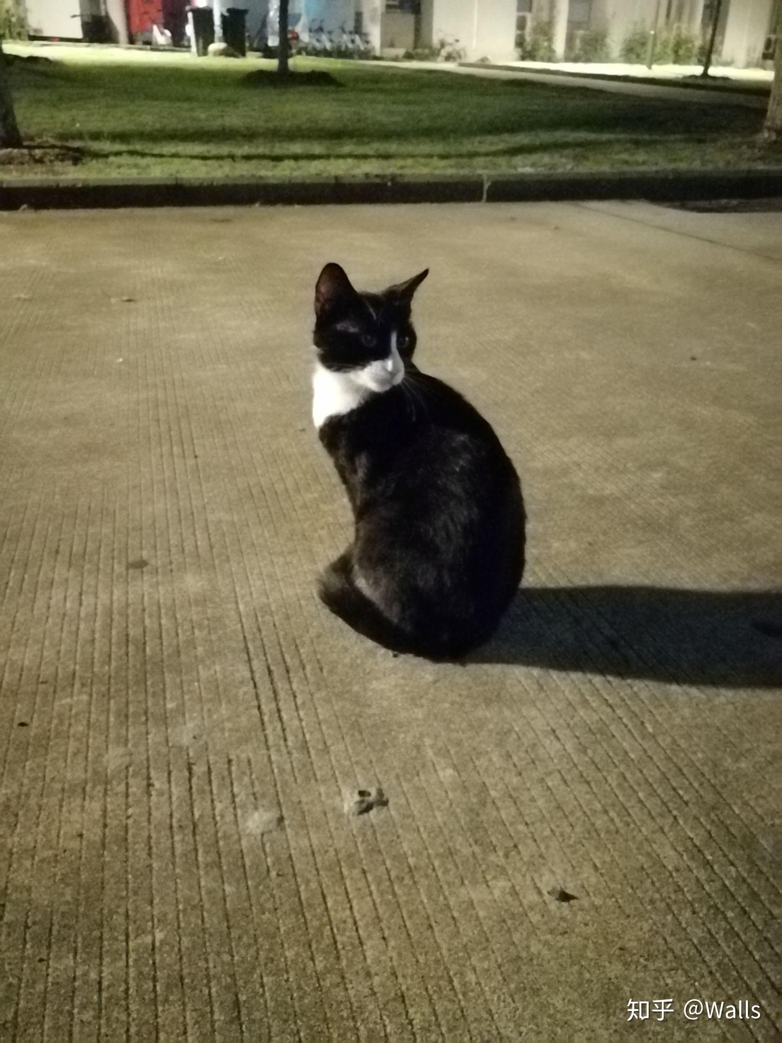在大学宿舍养猫是一种什么样的体验?