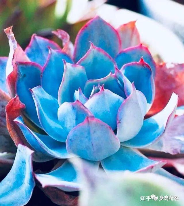 9,蓝色惊喜蓝色惊喜是景天科拟石莲花属多肉植物,是园艺杂交品种,叶片