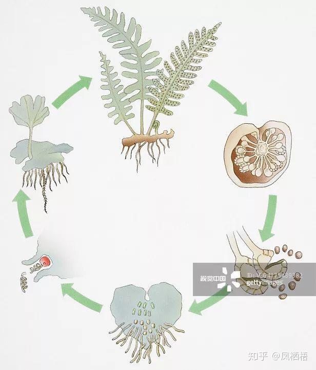 上期文章《吾家美蕨初长成》中我们了解了完整的蕨类植物生活史应包括