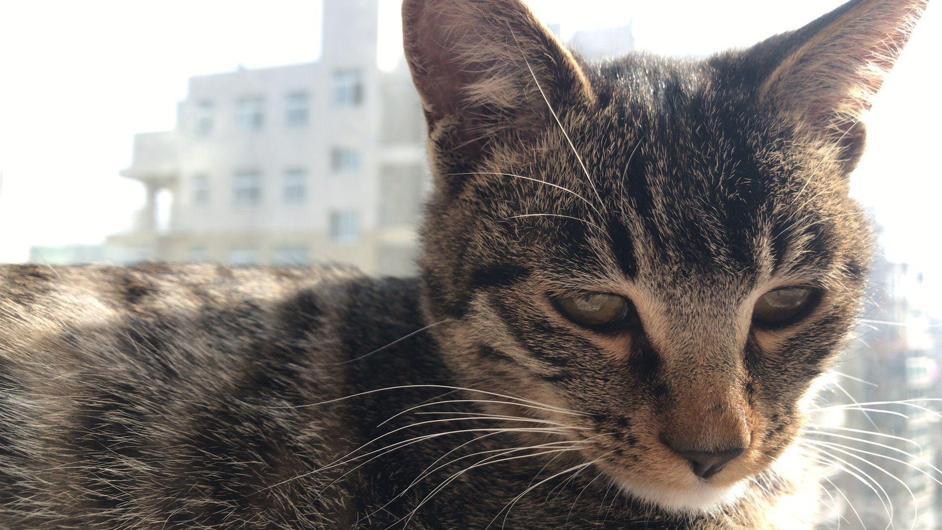 我领养了一只小橘猫,怎么教都不会用猫砂,瘦很