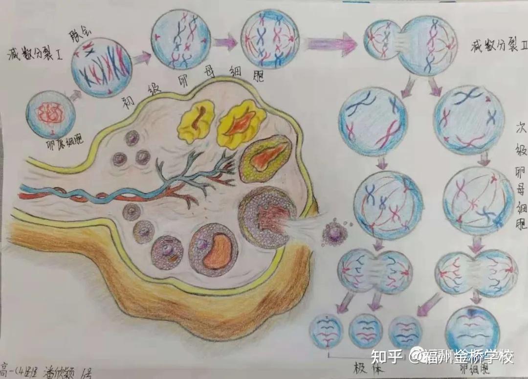 卵子减数过程图手绘图片