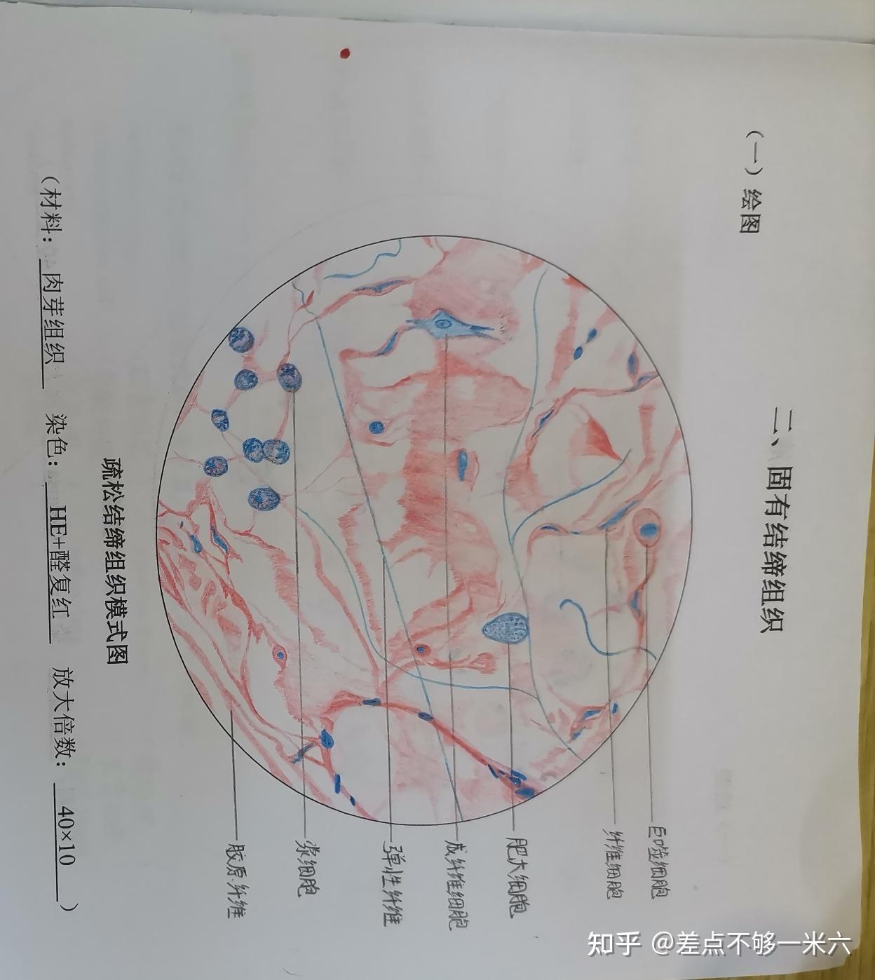 脂肪结缔组织手绘图图片