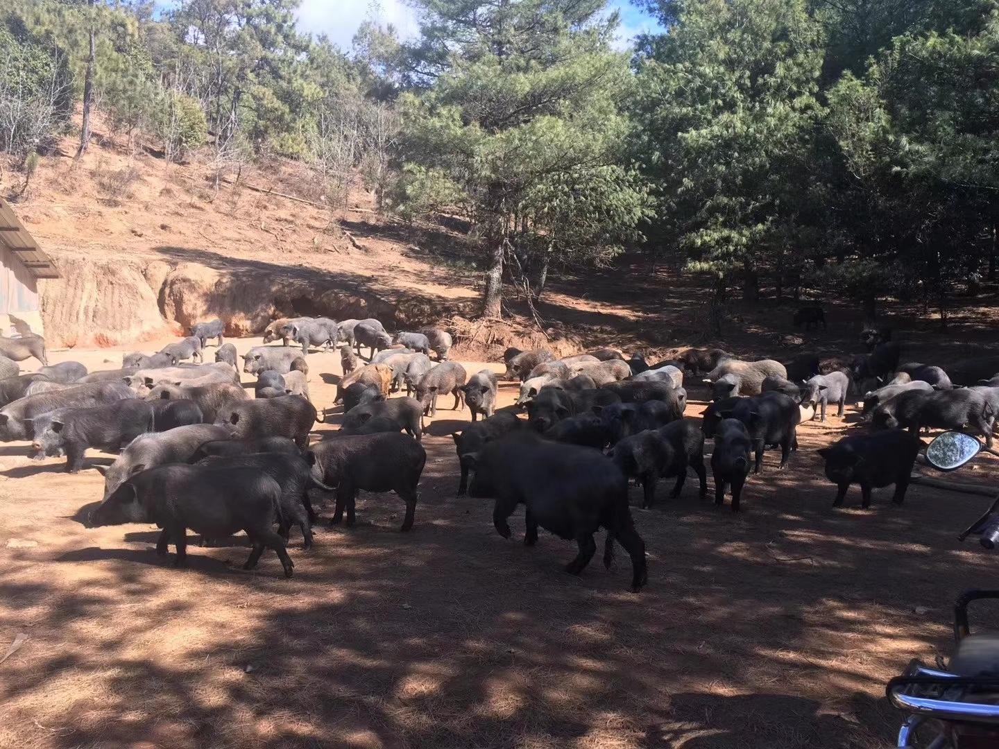 黑猪养殖如何养出真正高品质的好猪