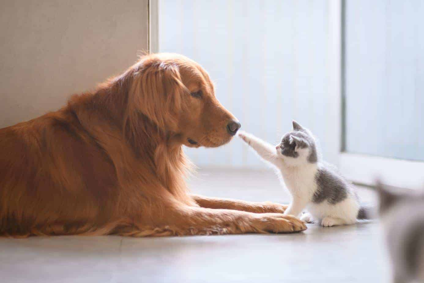犬猫泌尿系统健康管理 - 知乎