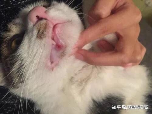 猫咪口臭常见的几大因素及解决方法 科普篇 知乎