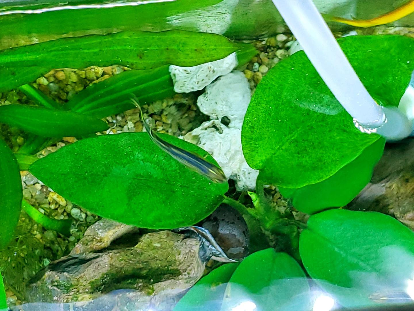 水草叶发黄枯萎不早治 鱼缸观赏性就是这么没的 知乎