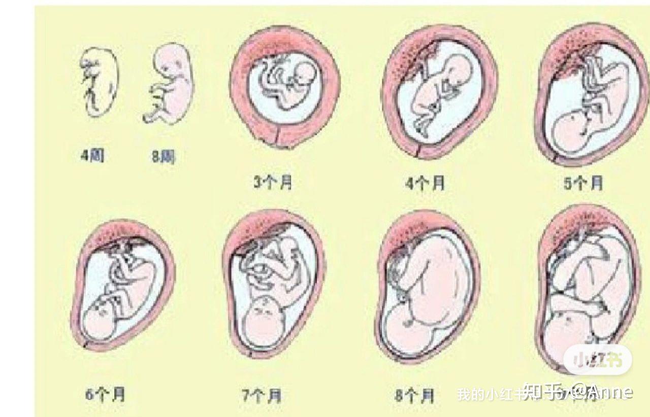 除了验孕棒还有哪些方式可以帮助自己确认是否怀孕呢？ - 知乎