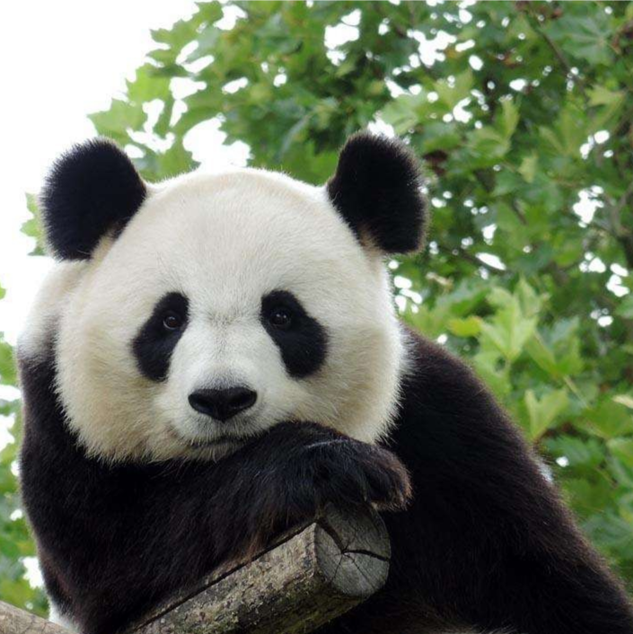 有可爱的熊猫头像吗