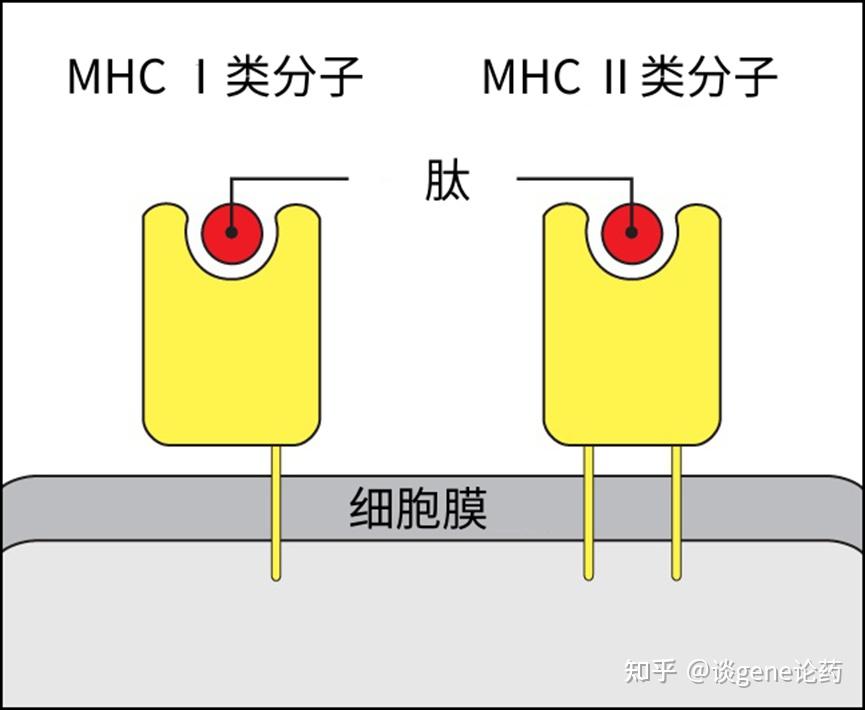 免疫应答的效应机制(三) - 知乎