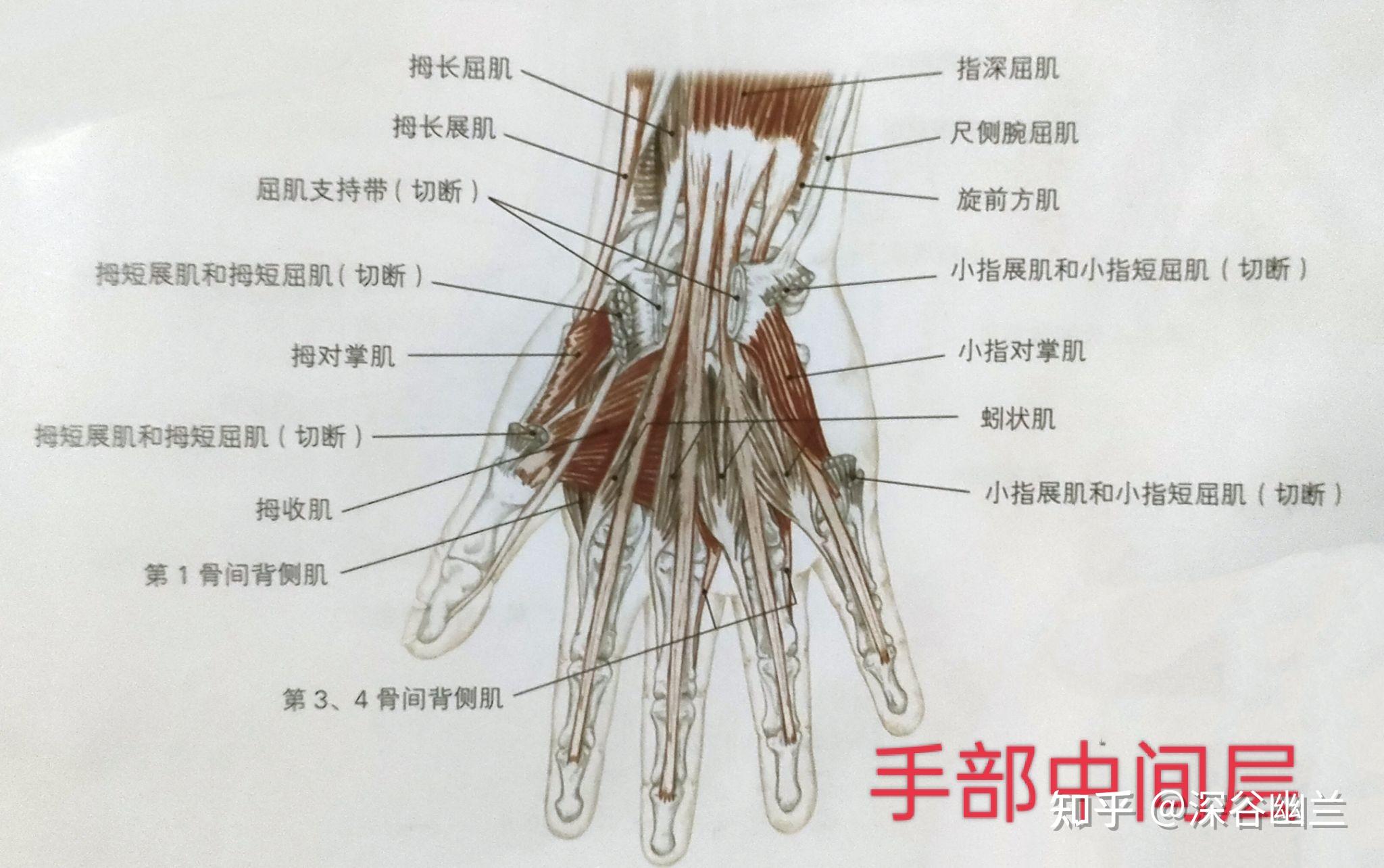 手指活动受限或疼痛的调理