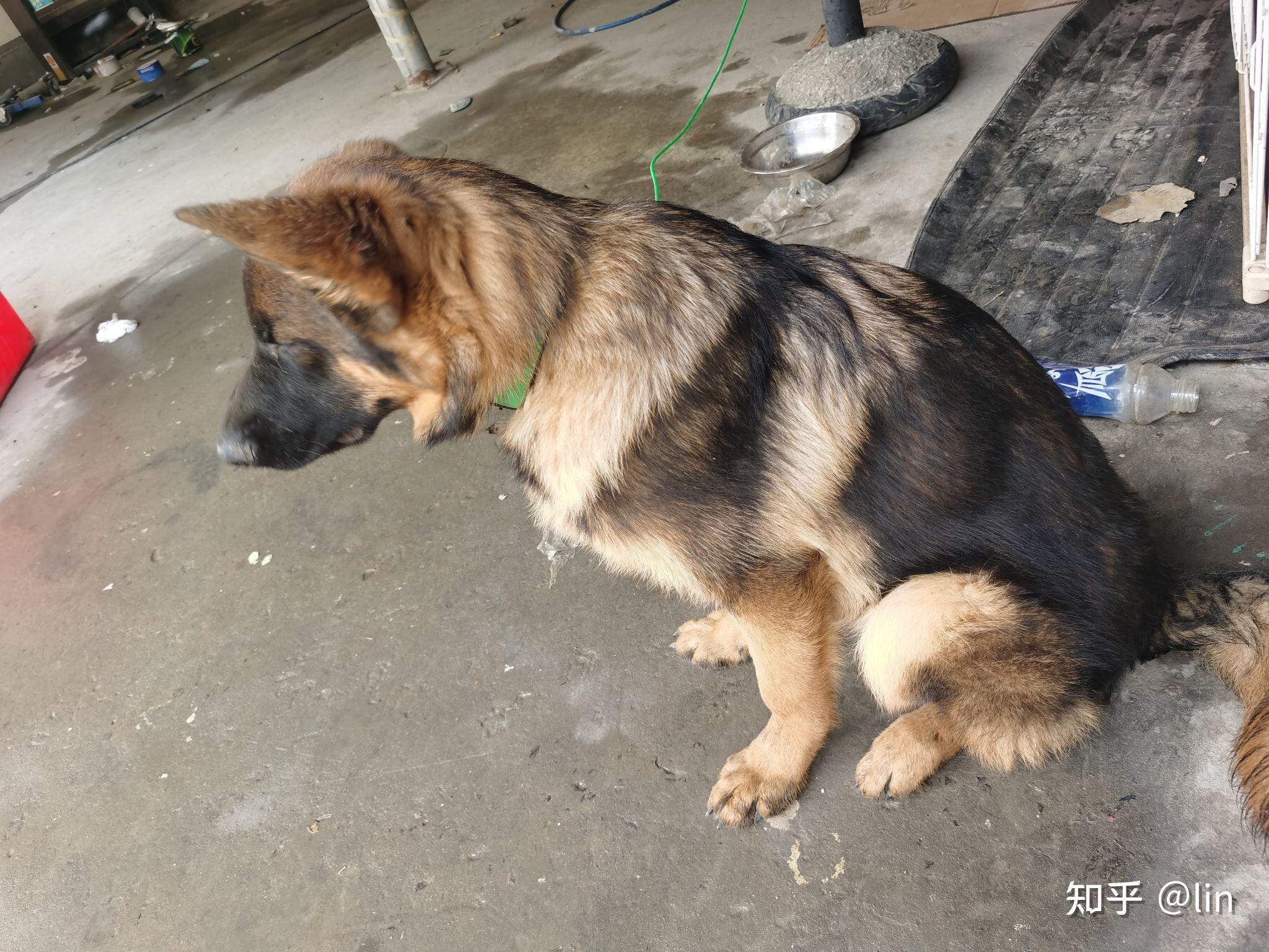 石家庄天一犬舍卖狗骗人货不对版大家进来看看