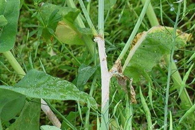 白菜油菜這種病害常見及時做好防治工作才是高產的關鍵