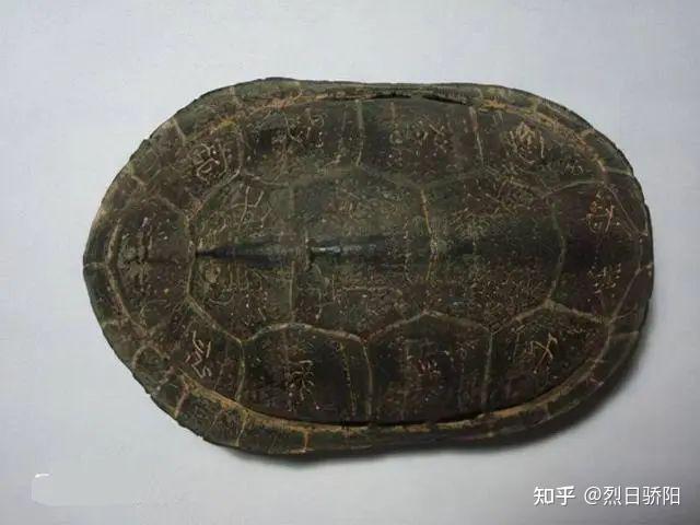 看到乌龟的骨骼,你就会明白,为何它是世界上最诡异的动物之一! - 知乎
