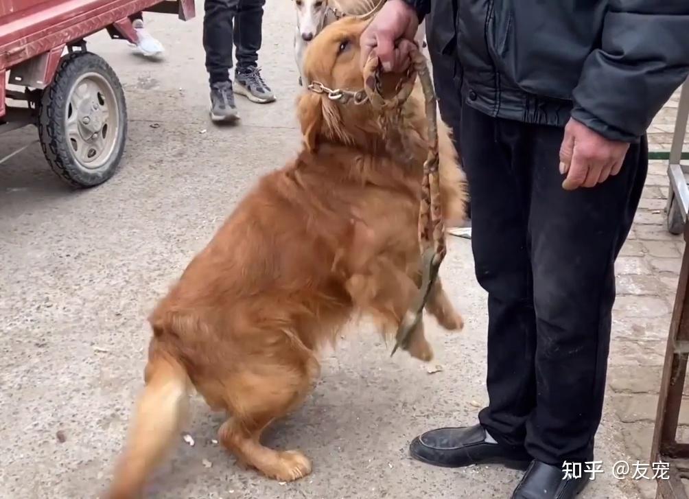 安徽金毛犬讨好主人希望别卖它见同类被抓到狗肉车直发抖