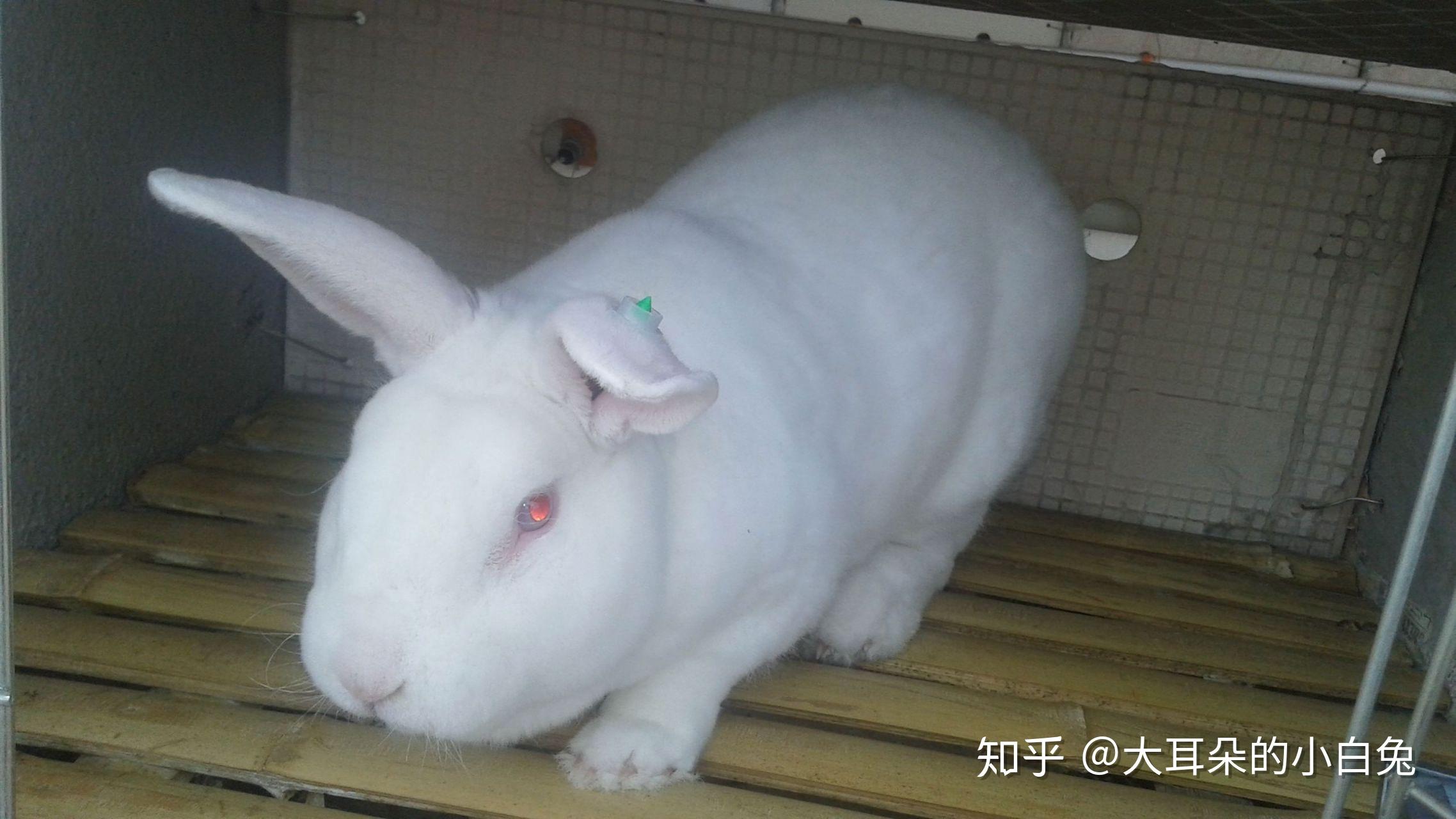 美系白色獭兔-7图片