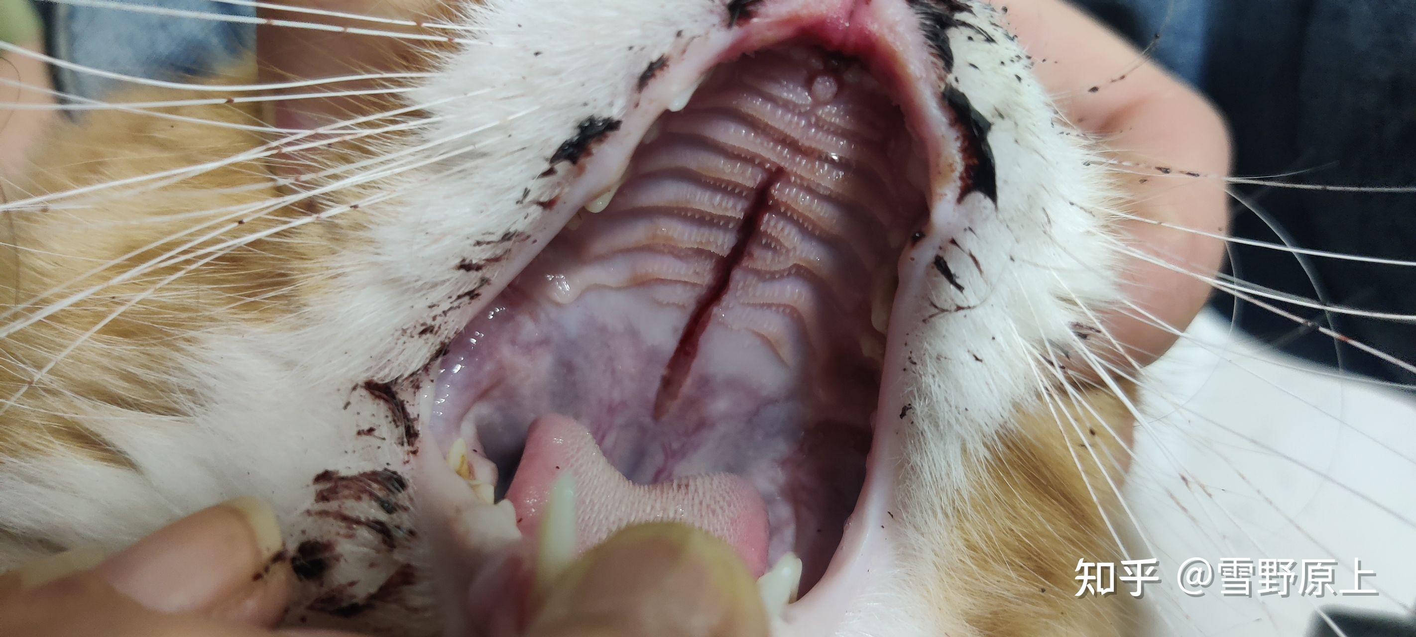 猫跳楼腭裂