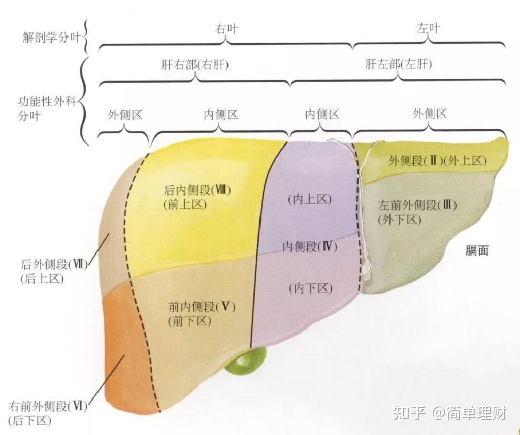 先普及两个肝脏的分段方法:一是传统解剖分段法,以镰状韧带为