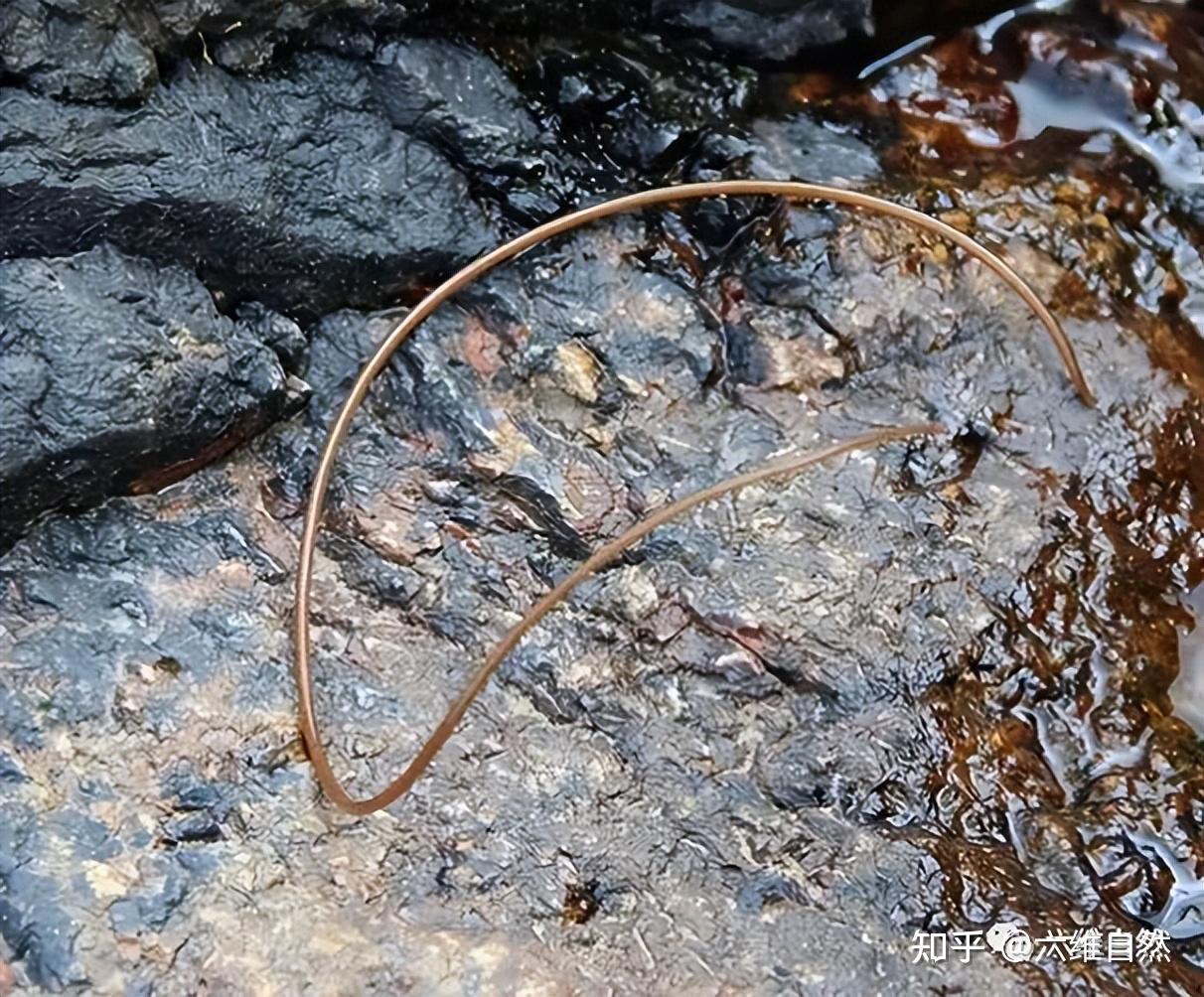 四川多处水域出现大型线虫,比铁线虫体长更大,疑似非洲的龙线虫