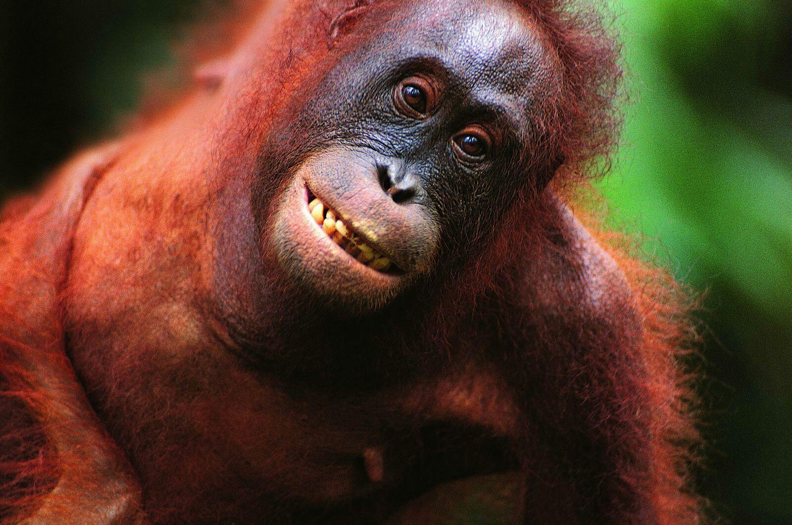 有哪些气质猥琐的动物?