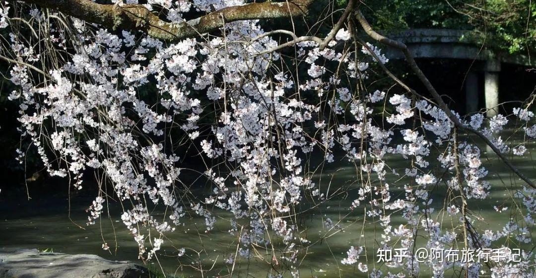 染井吉野樱花价格表10公分