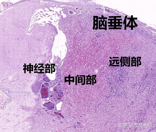 腺垂体远侧部细胞图片