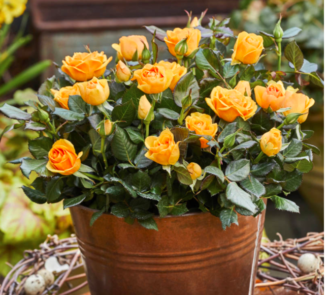 小黄鸡小黄鸡是一款大花月季,刚开始的时候颜色是鹅黄色,逐渐开起来