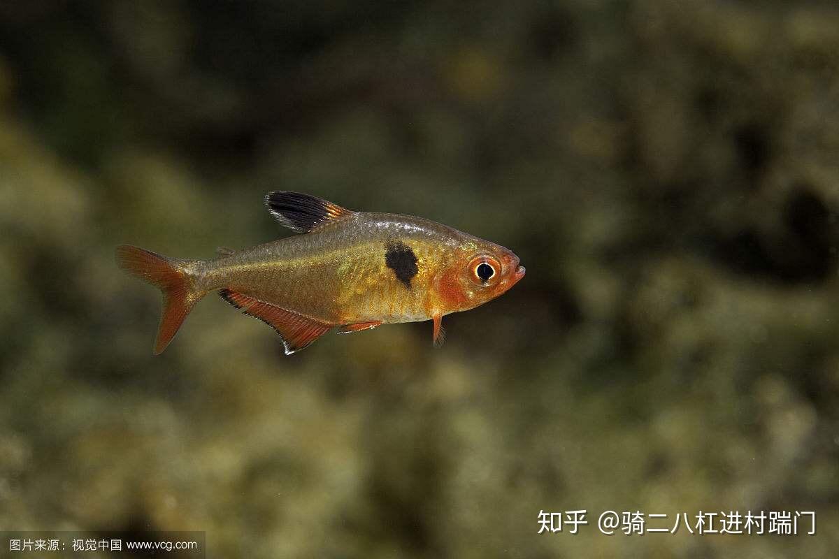 观赏鱼中的名门望族脂鲤目