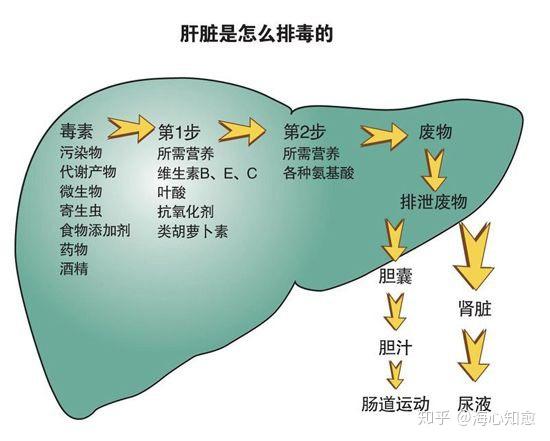 肿瘤患者肝功能异常怎么办呢? 