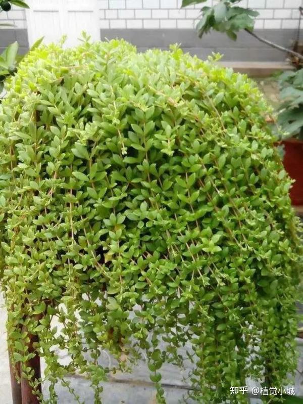 分享35种垂吊植物，有你中意的款吗？ - 知乎