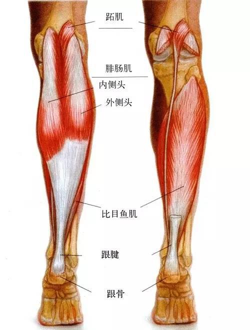 膝关节肌肉图片结构图图片