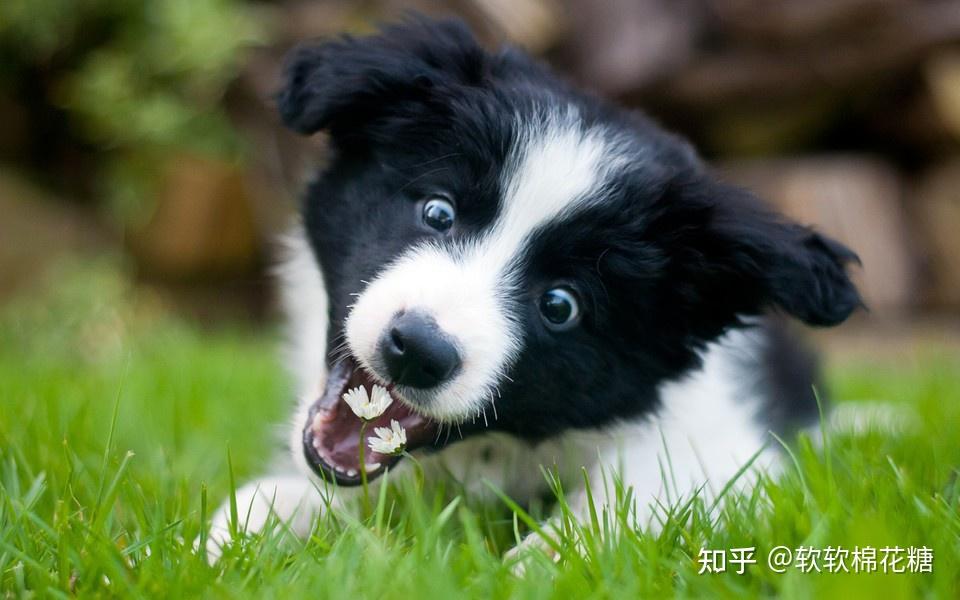 喔② 平時最好給邊牧戴上牽引繩,避免它追車時遇到危險五,哈士奇①