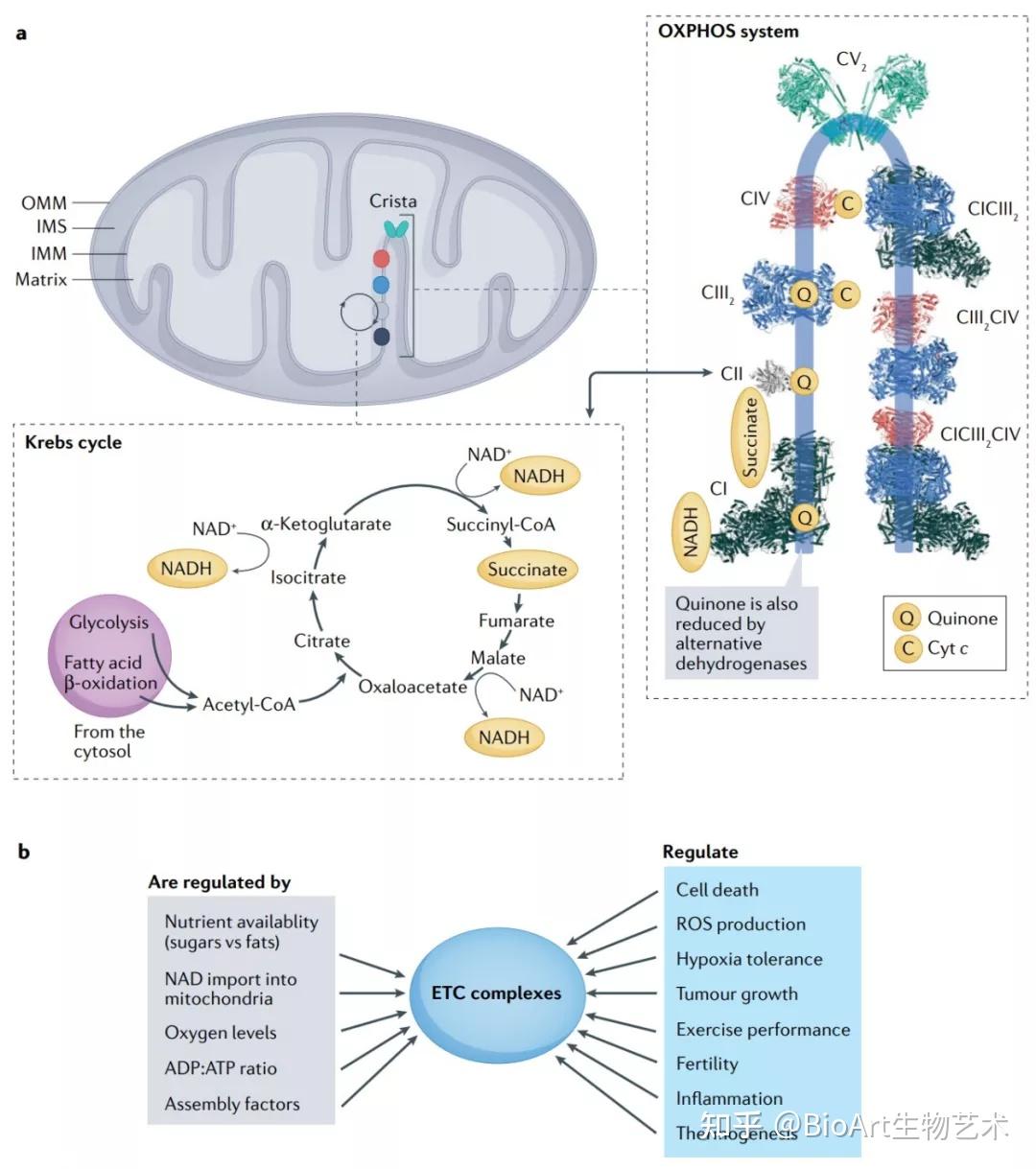 『珍藏版』nature系列综述 | 线粒体呼吸链的组装与功能