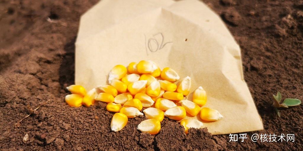 利用辐照技术太空搭载等技术手段诱变创制优异种质筑牢种业芯片基础