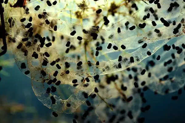 它们每一次诞下的成千上万颗卵,铺在水中就足足有 20米长.