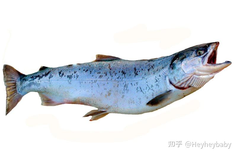 2,金枪鱼3,逆戟鲸4,鲨鱼和条纹鱼(shark and stripey fish)5,鱼(fish)