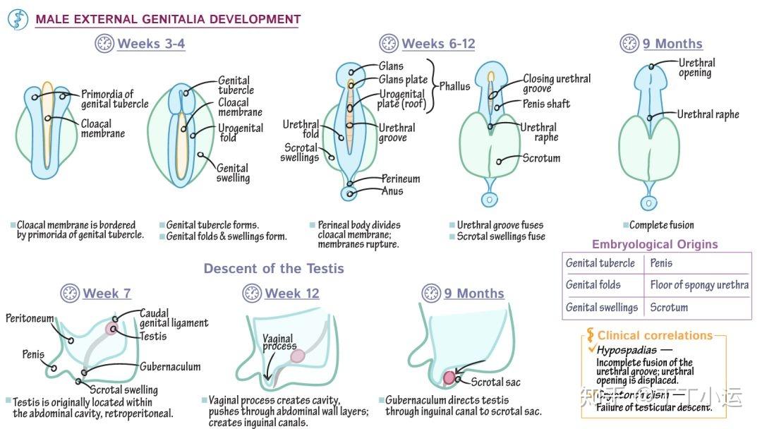 尿道手术 发育图片