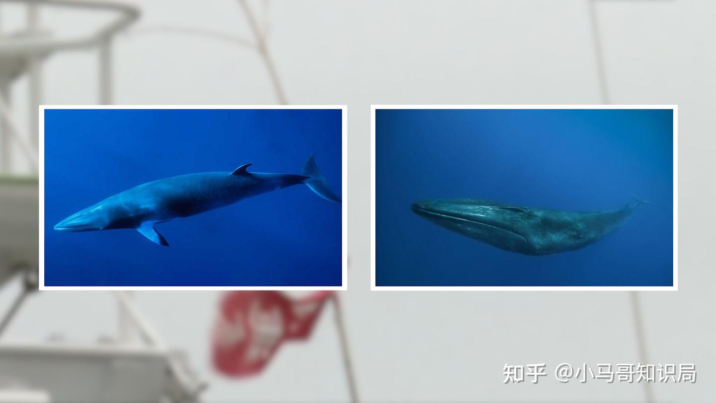 日本发明鲸肉贩卖机，每天销量远超预期，日本为啥非得吃鲸鱼？ - 知乎