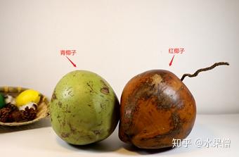 【第4篇】椰子全家福,青椰、椰皇、椰宝、红椰的区别 - 知乎