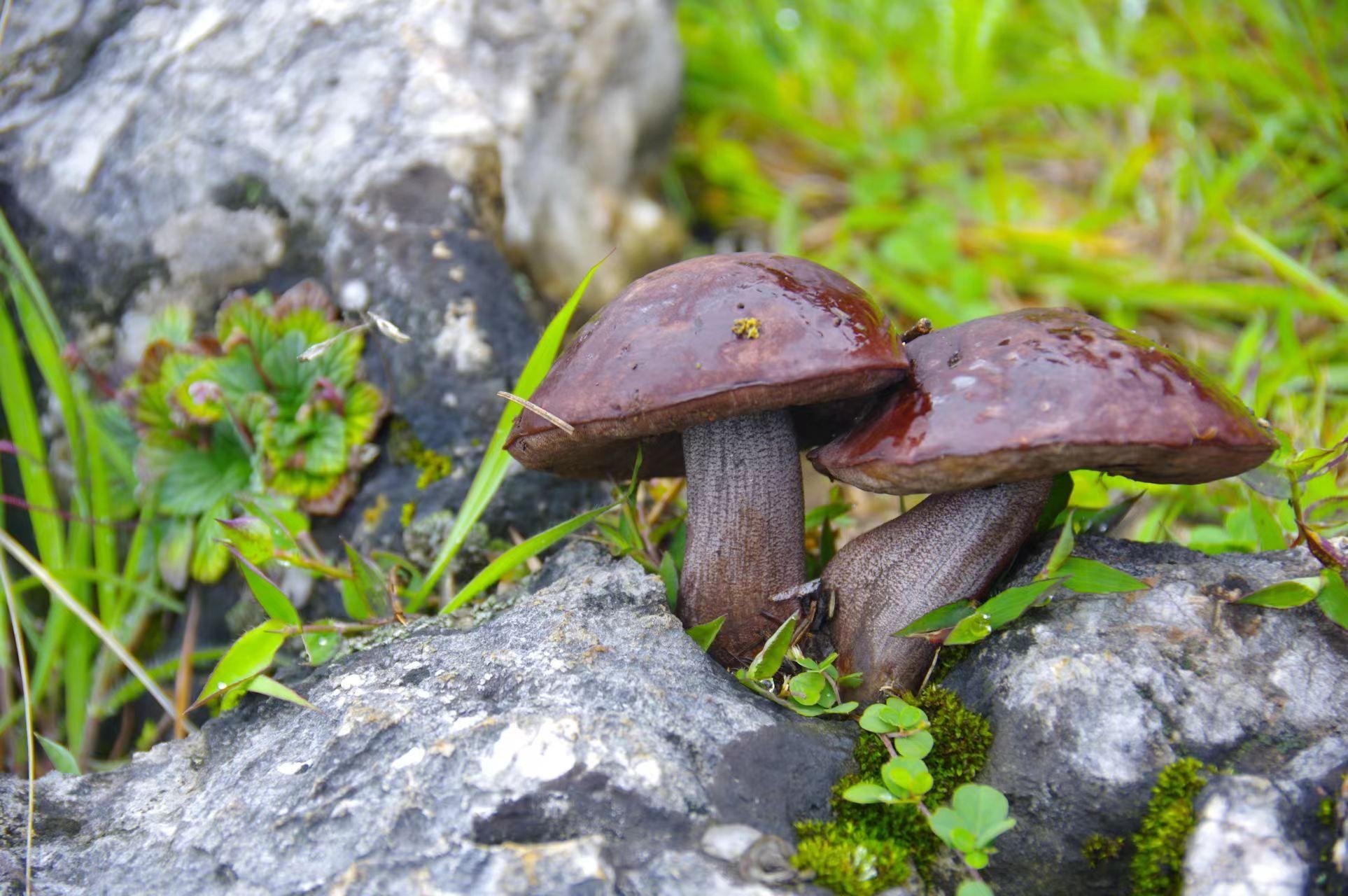 山野藏珍馐:紫盖牛肝菌 - 知乎