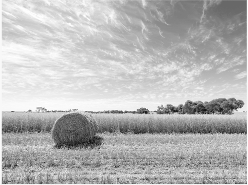 宝藏昇腾AI应用推荐!CANN带你体验黑白图像自动上色的快乐~ 宝藏昇腾AI应用推荐!CANN带你体验黑白图像自动上色的快乐~