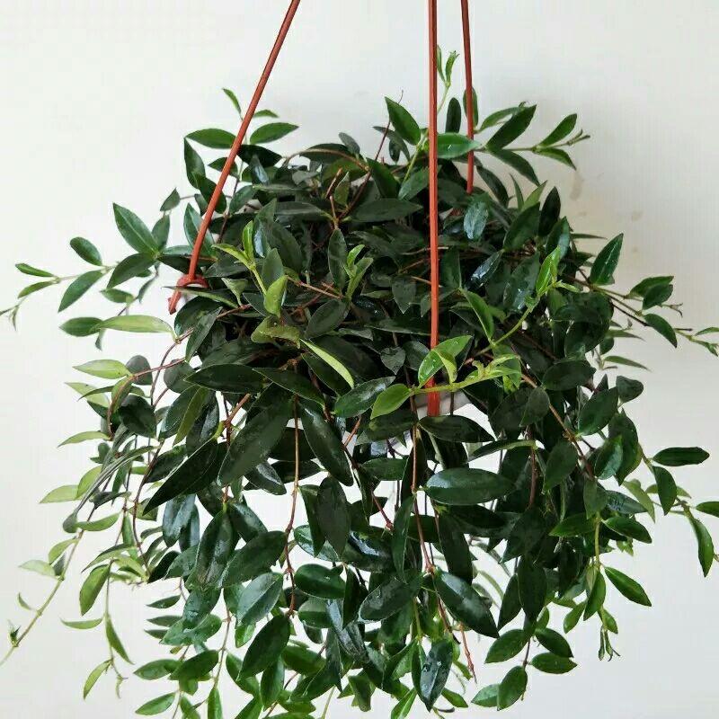 适合室内种植的,像藤条一样下垂的植物有哪些? - 知乎