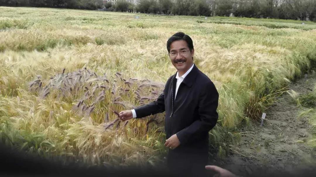 他是西藏的袁隆平,也是青稞地上的"无名之辈"