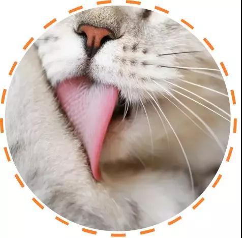 免费送猫是怎么操作的 v2-d053f6a3f9bbe42cc61bfe606f105028_1200x500.jpg